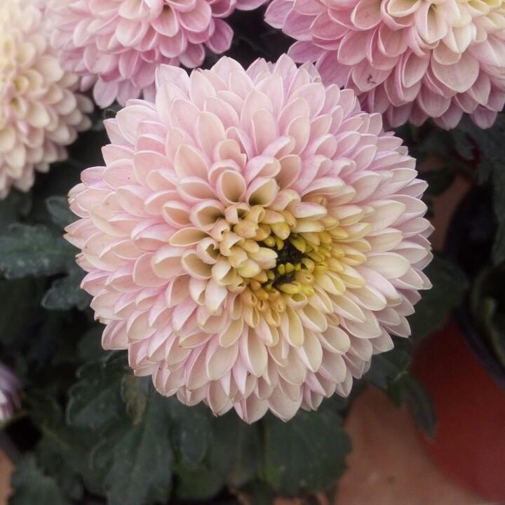 符朝俊