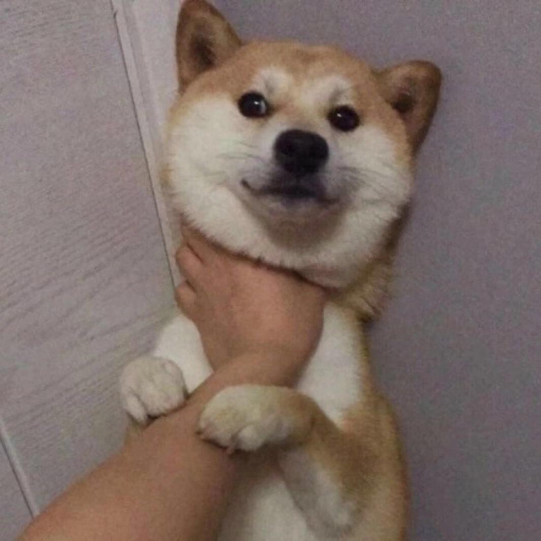 白小黑