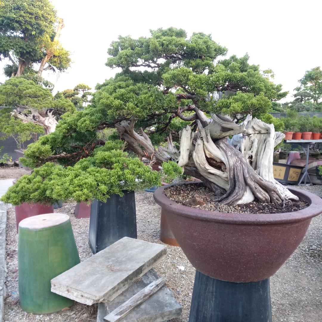 桐柏博源园艺  胡闯