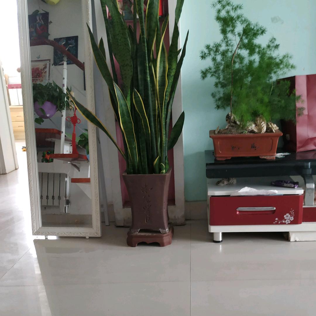 牛魔王骑屎壳郎下凡