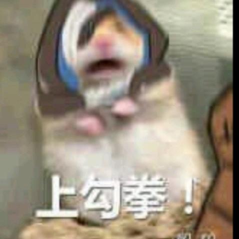 伊莉莎白鼠