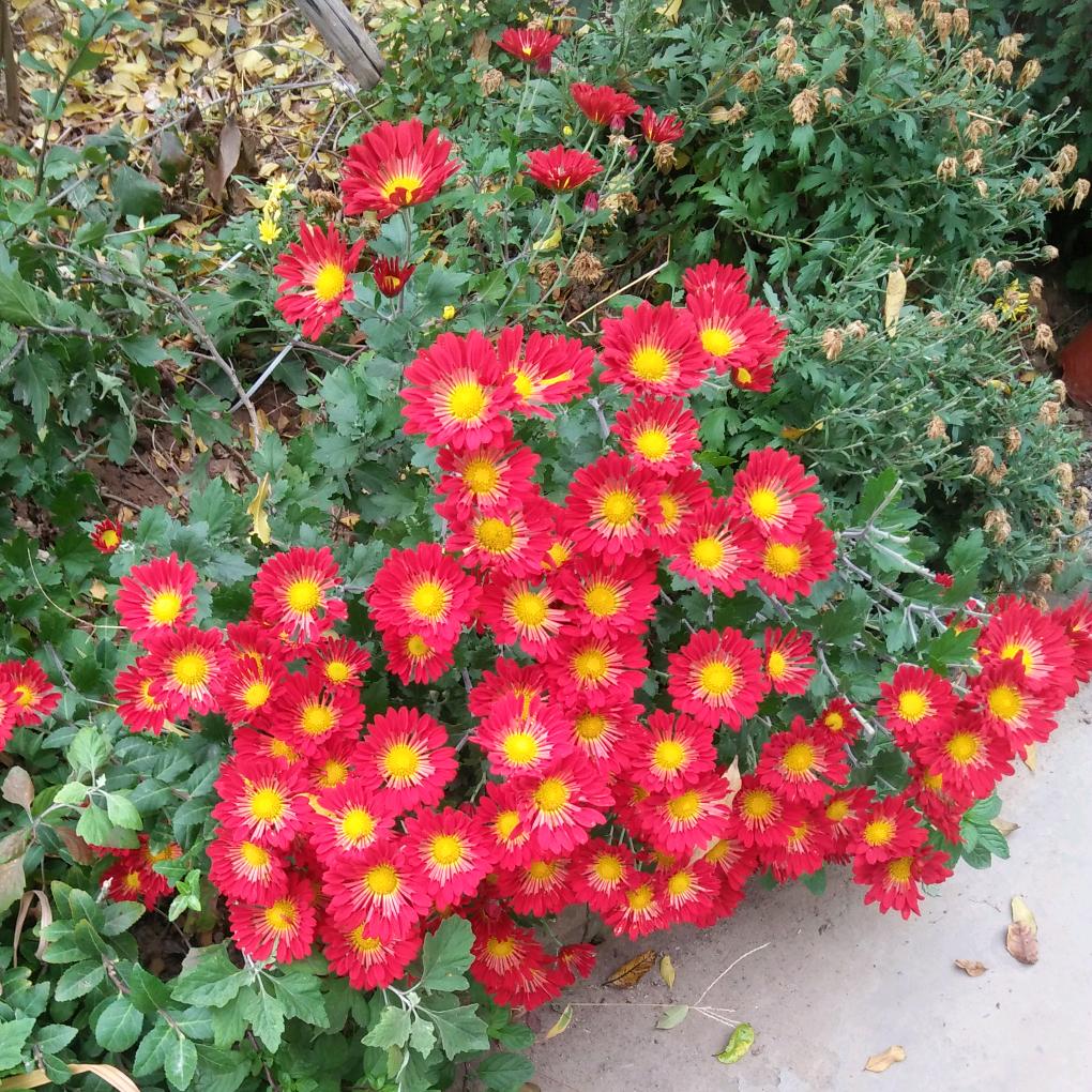 花开花落