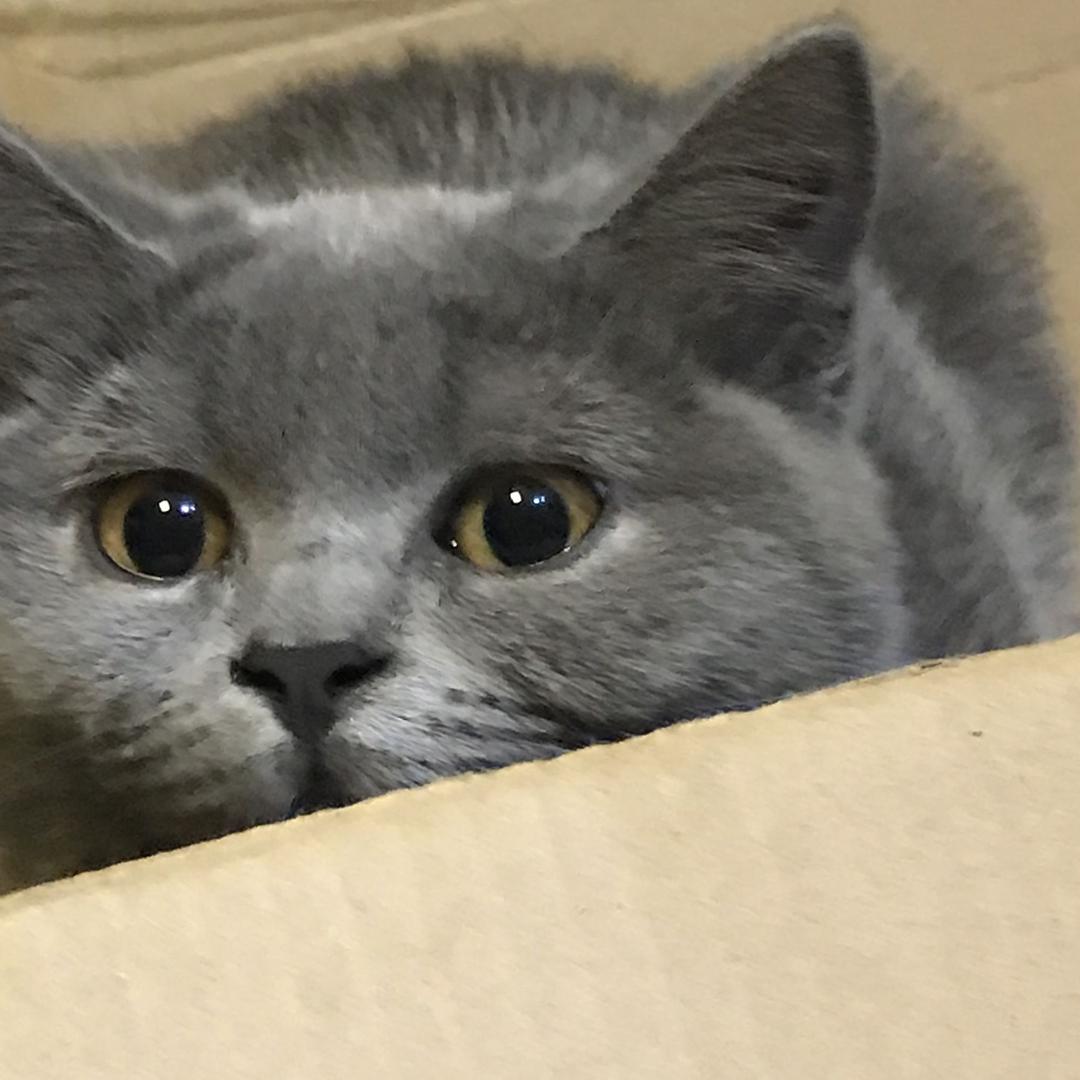 Qi。