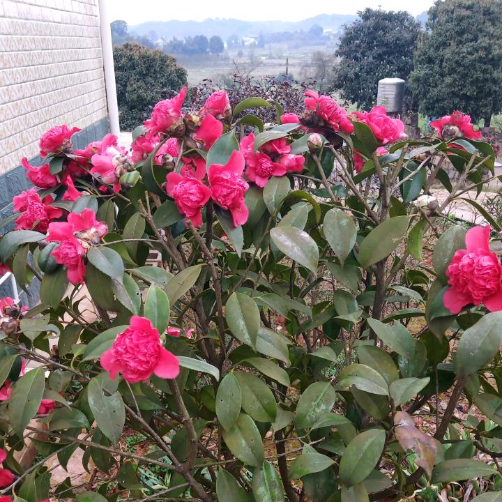 花花
