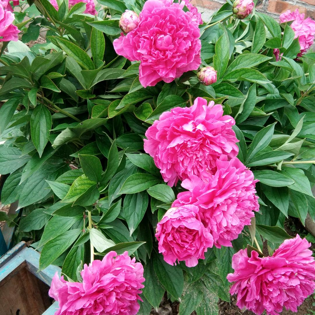 🌹阳光明媚🌹拒绝私聊