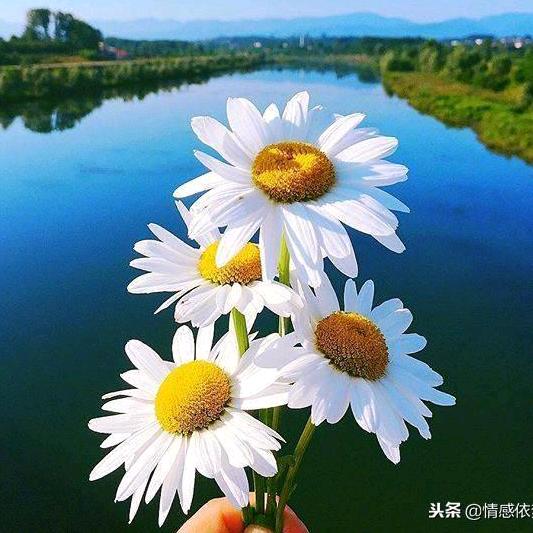 吴锋