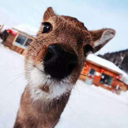 SK狍子