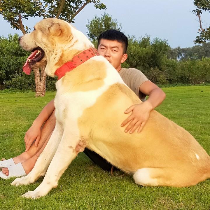 烟台猛犬