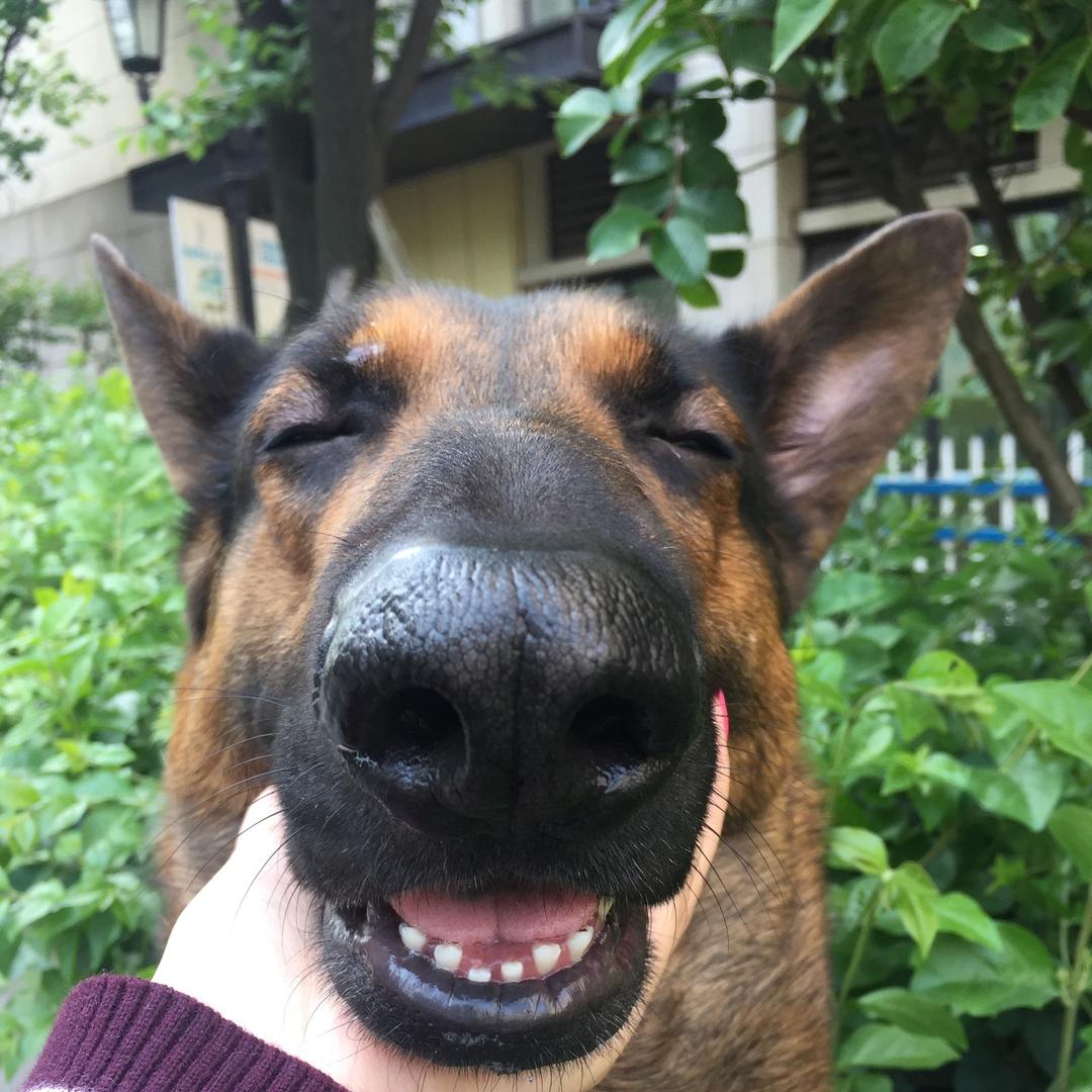 折耳根的天哥