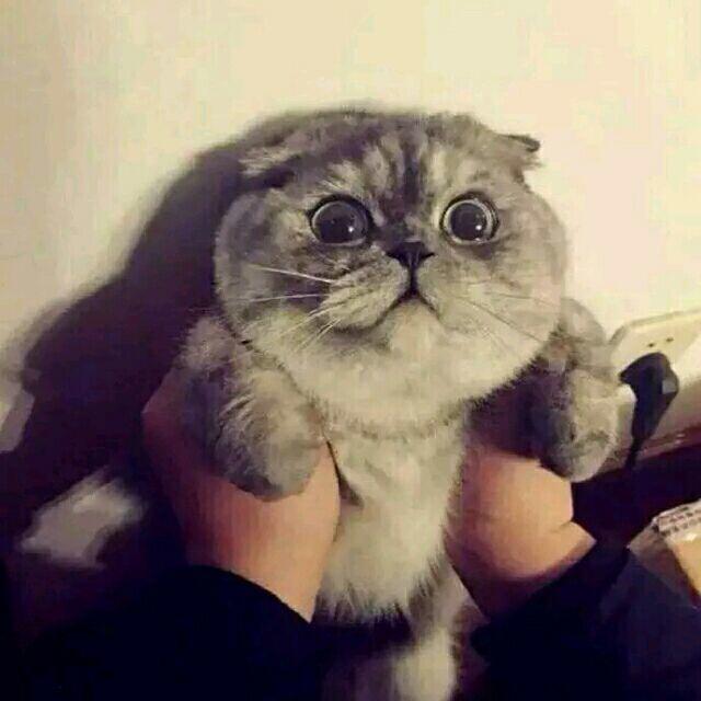 ʚ 溪鱼ɞ