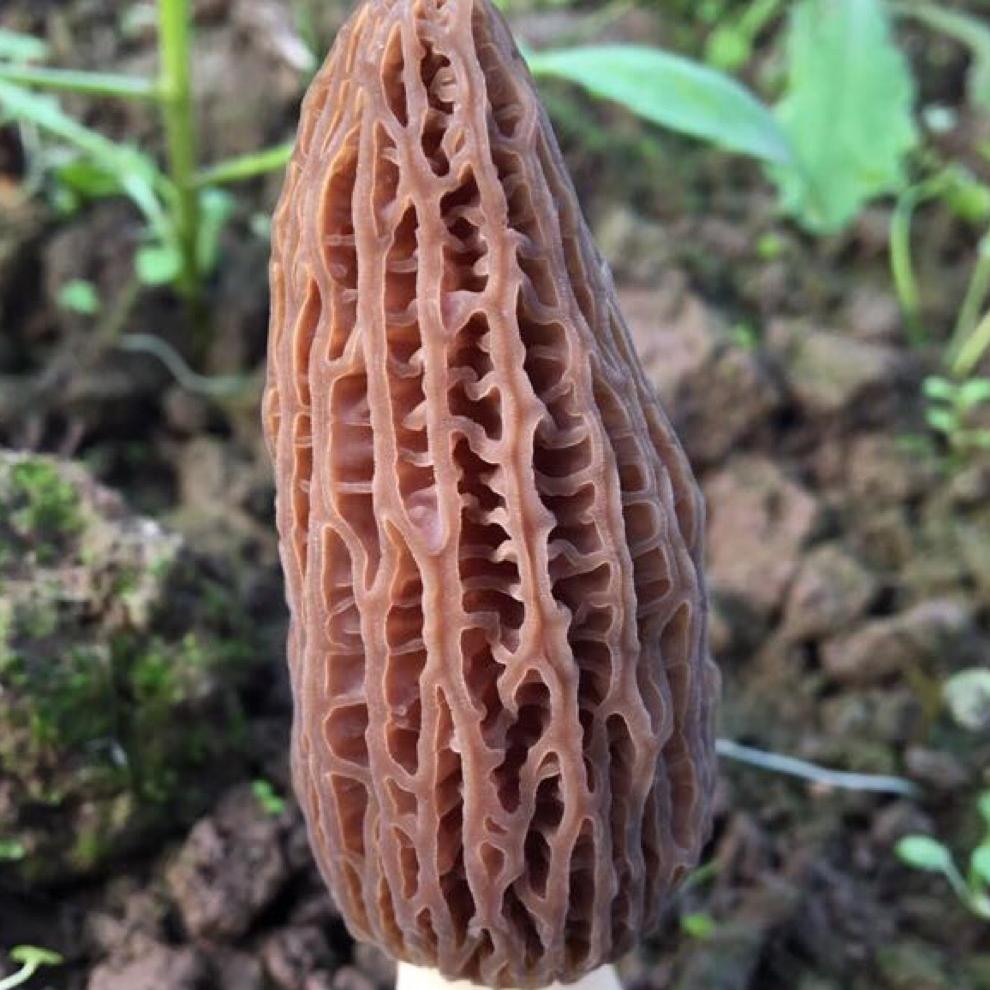 金源羊肚菌