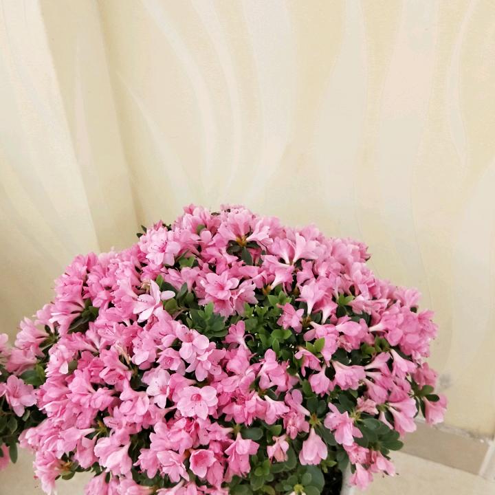 蒯五姐