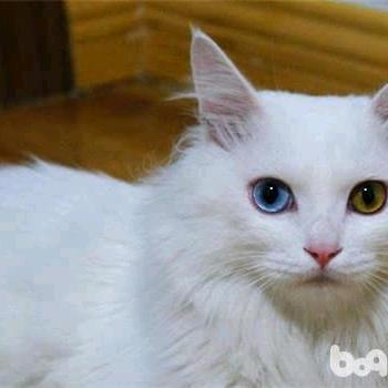 峰回路转用户6402565753884