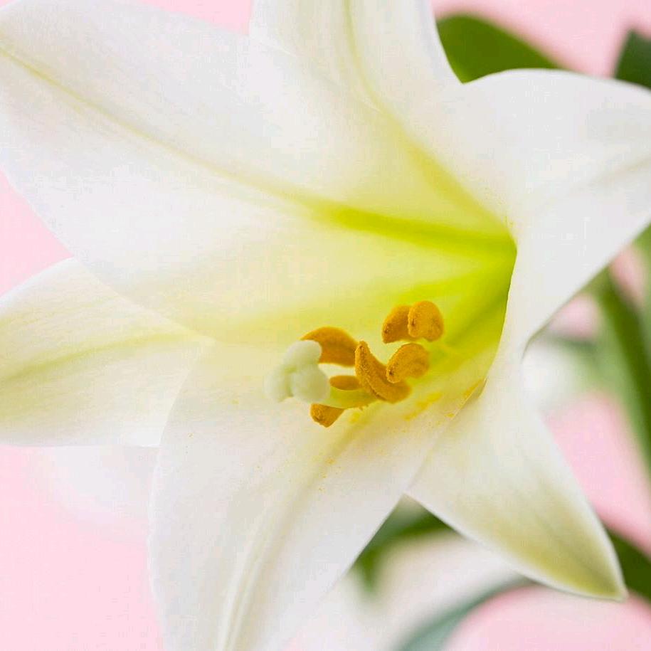 元谋腊排火锅小昭