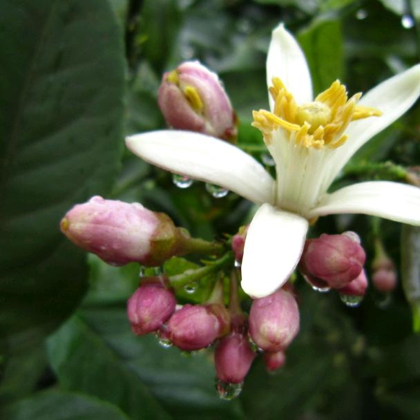 雅思琦，柠花香