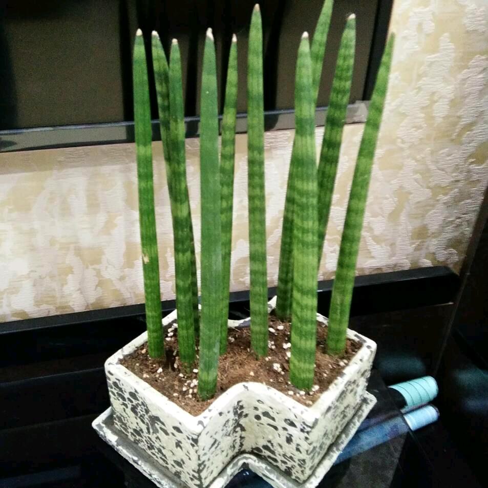 龙海市九湖蓉祥园艺场