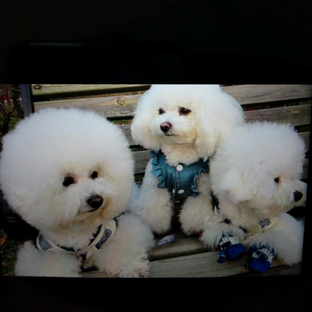 家有宠宝🐶泪痕克星