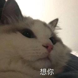小摆懒💤