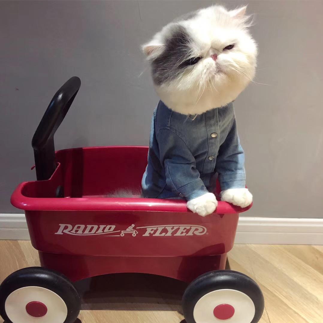 猫神梁老舅和它的孩子们