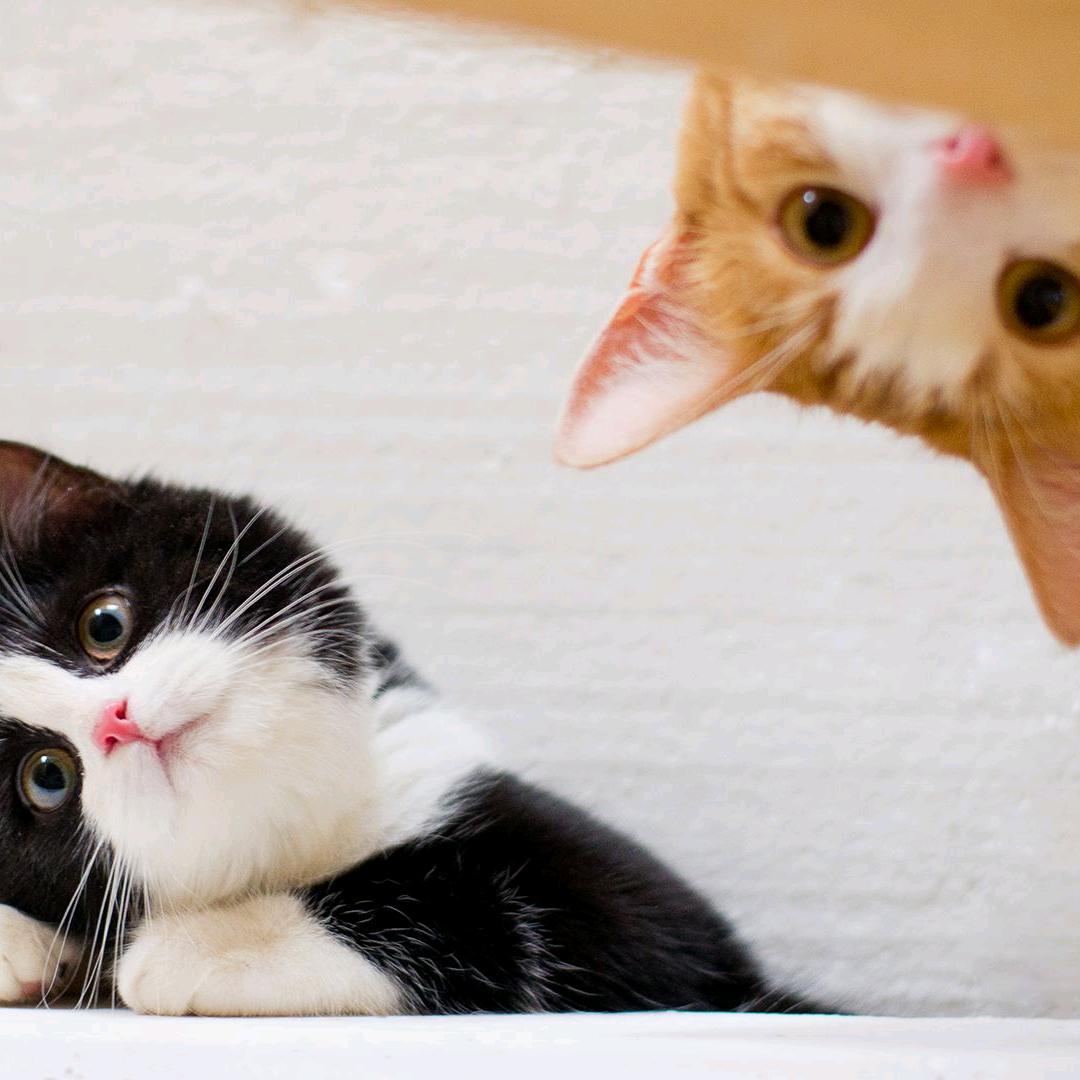猫咪