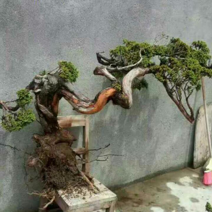 诚兴种植