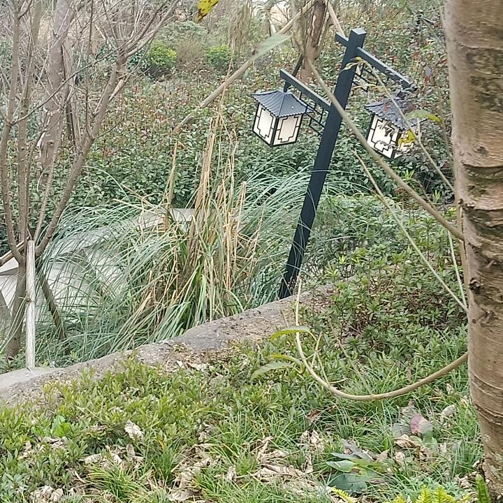 雾里看花