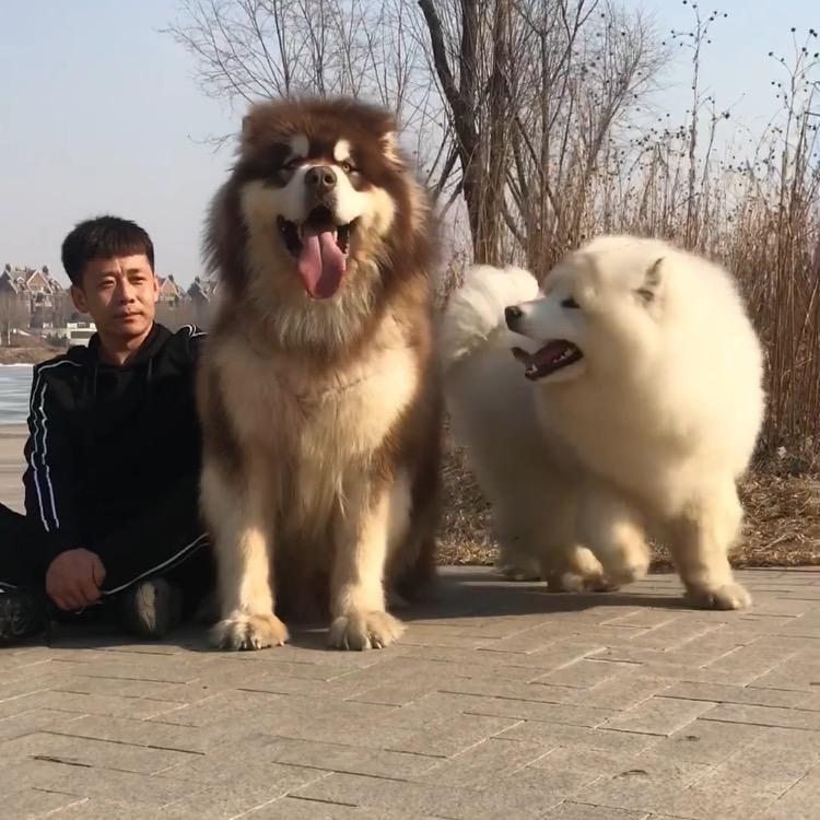 迪迪精品阿拉斯加犬舍