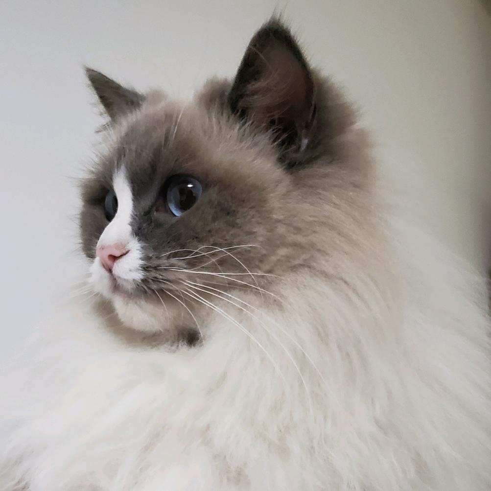 噗噗猫