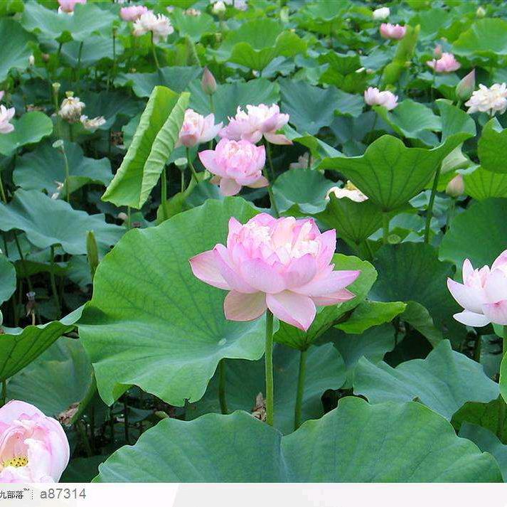繁星点点