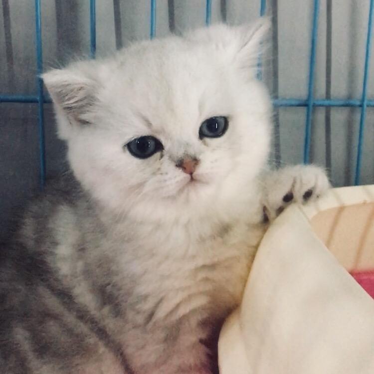 Bella
