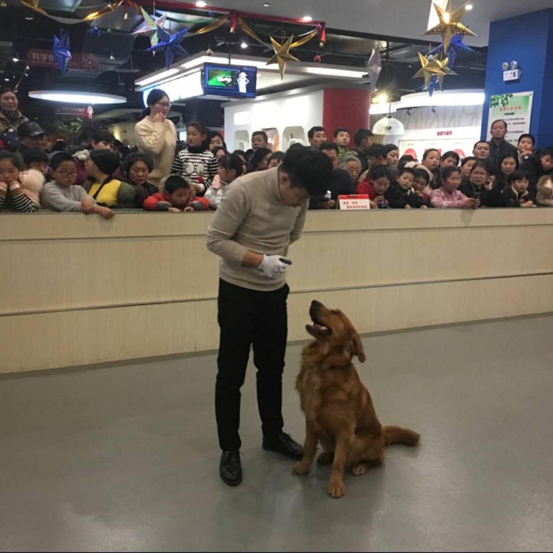 【阿Sir 训犬 】伴侣犬行为教育