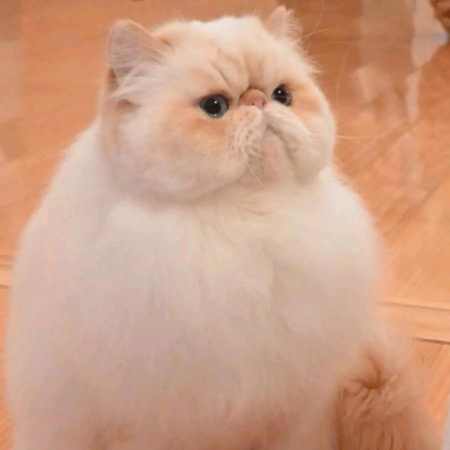 开心果