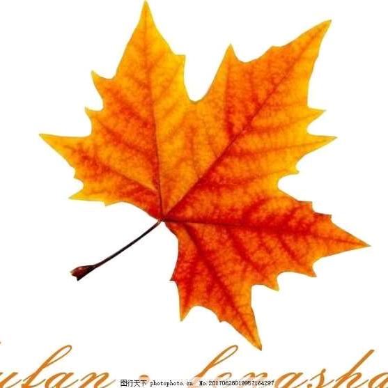 枫树叶