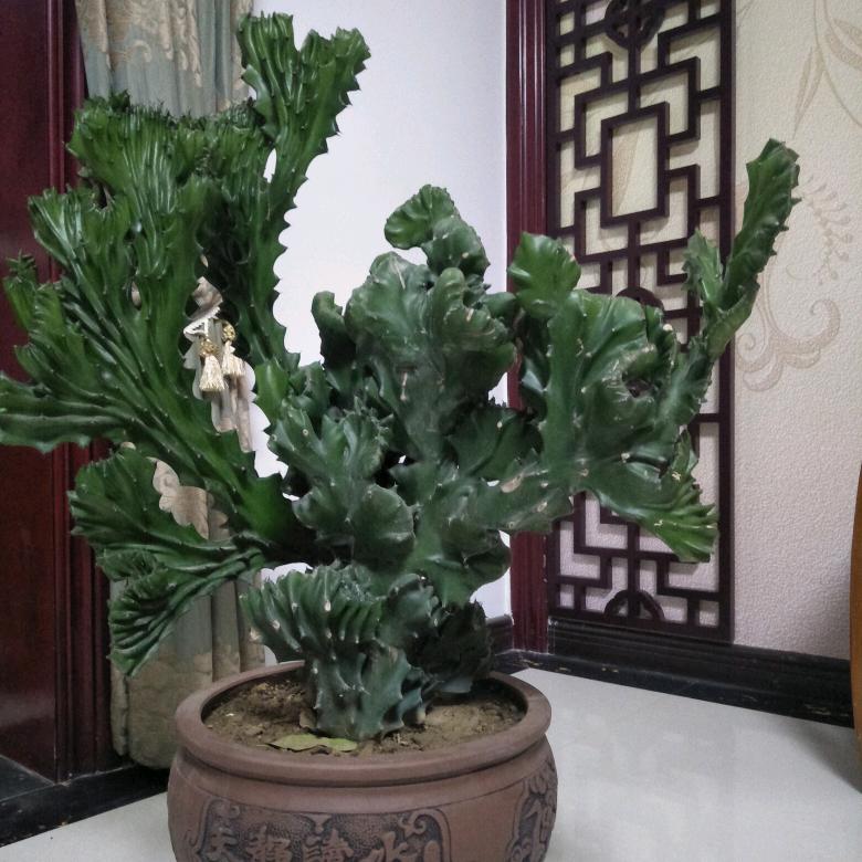 富贵(拒闲聊)