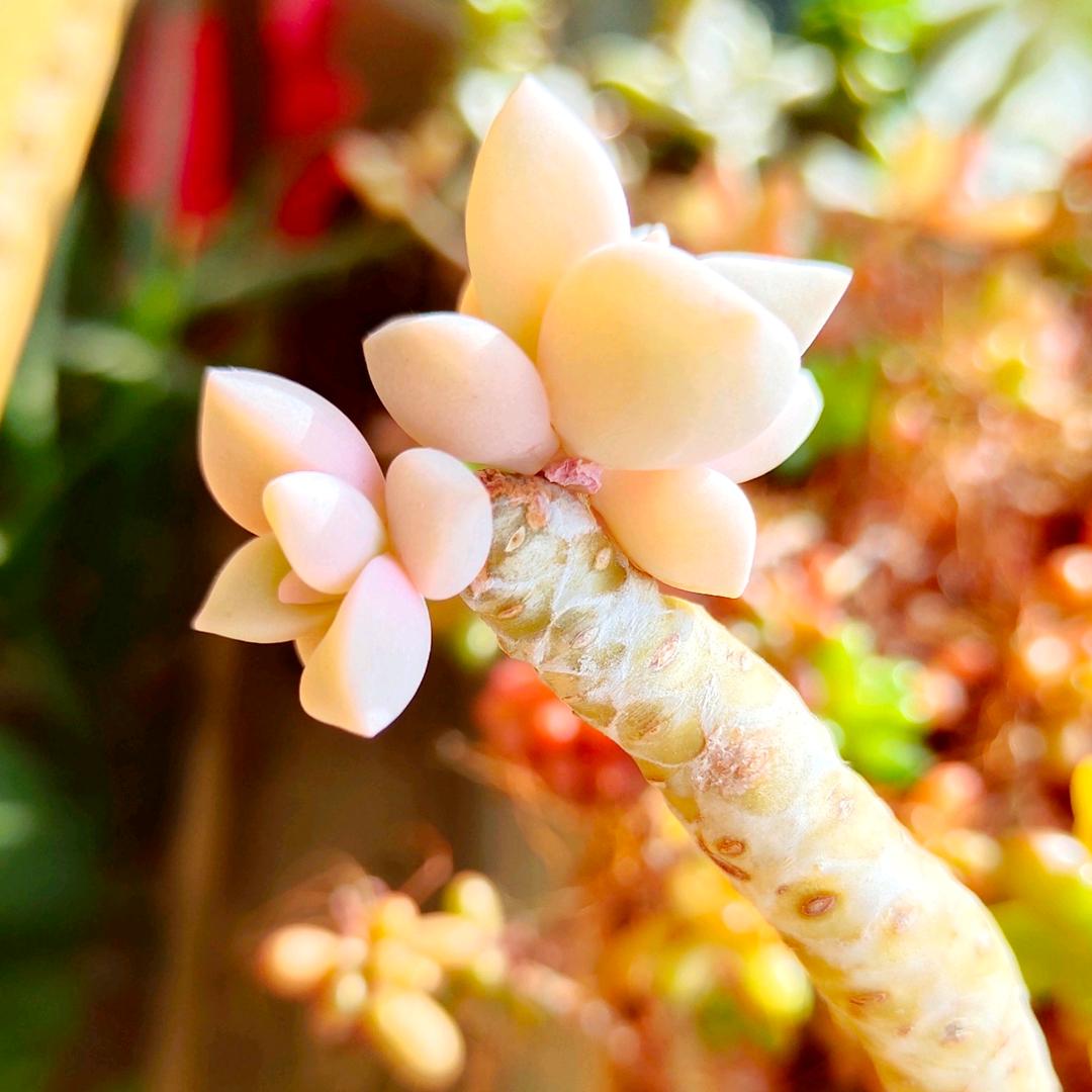 槐花树
