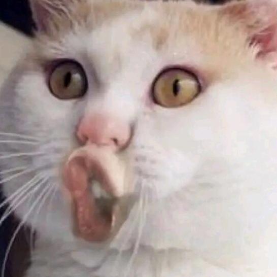 和豚豚