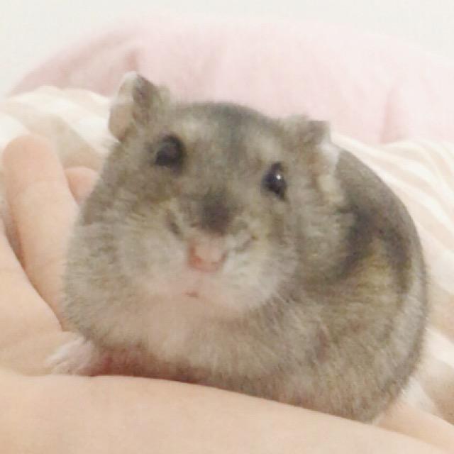 也圆