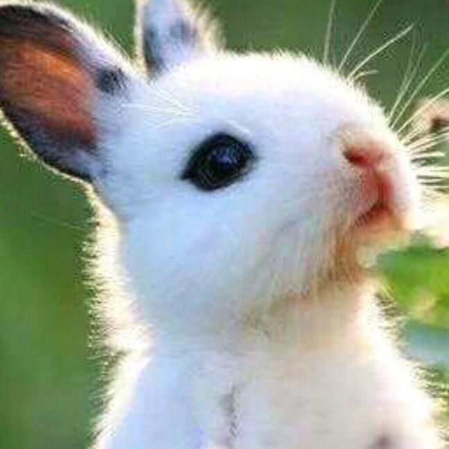 孤兔🐰奶奶