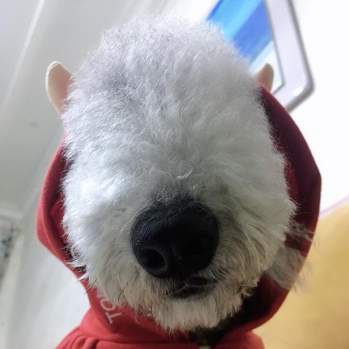 哇👀熊猫🐼