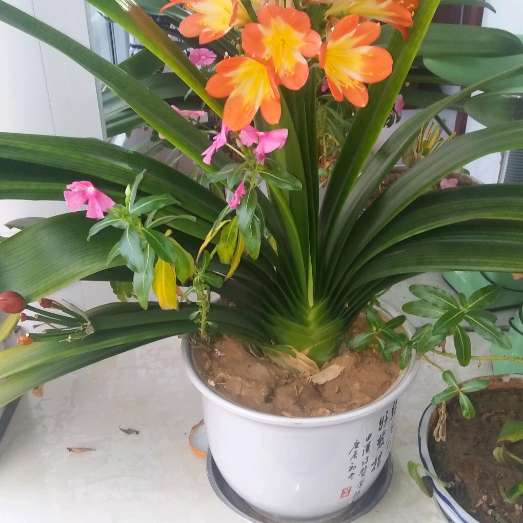 @成胜追击