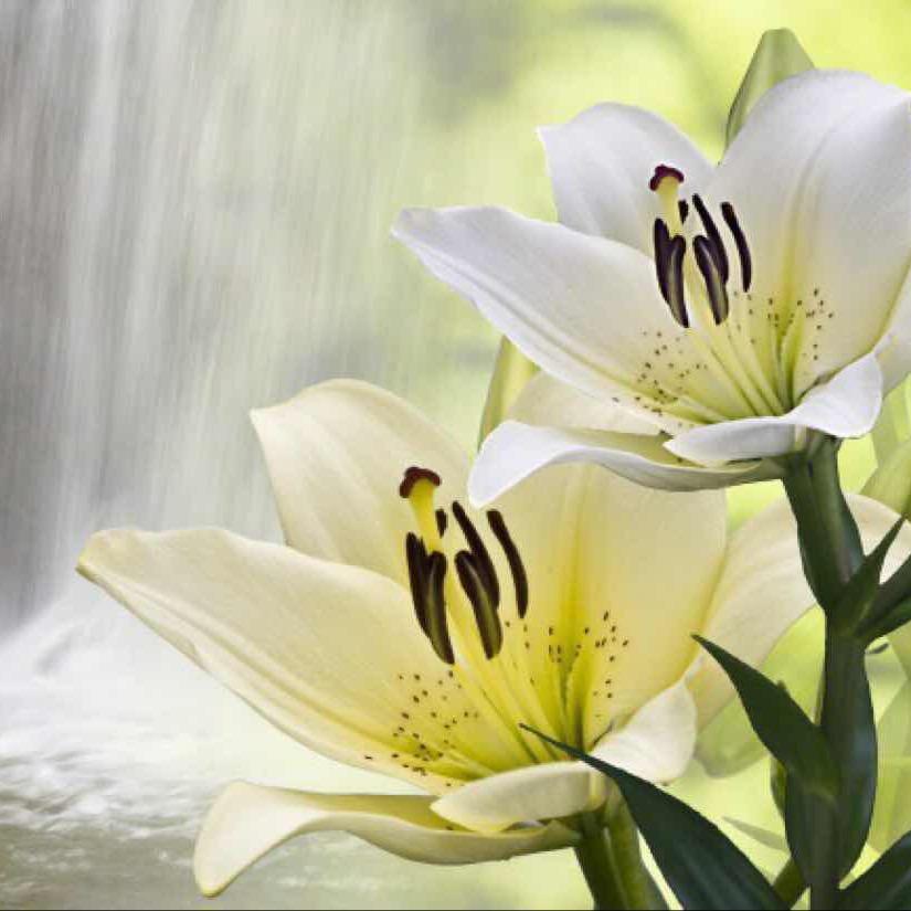 水中百合之@且美且独立