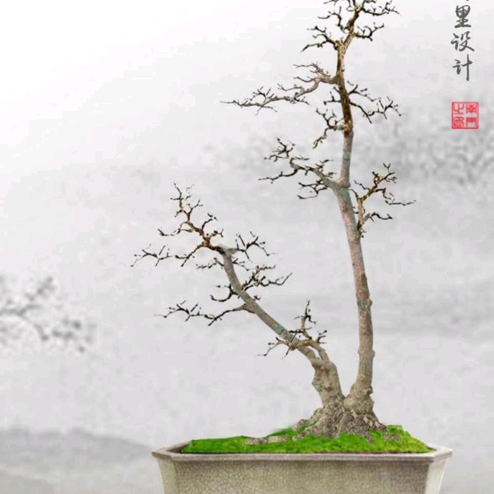 锦睽花卉