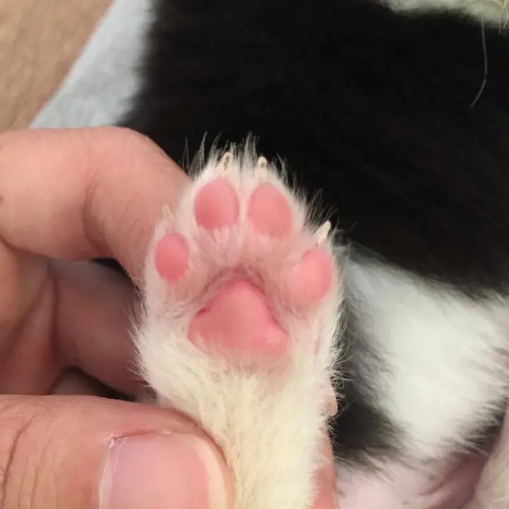 标歌歌