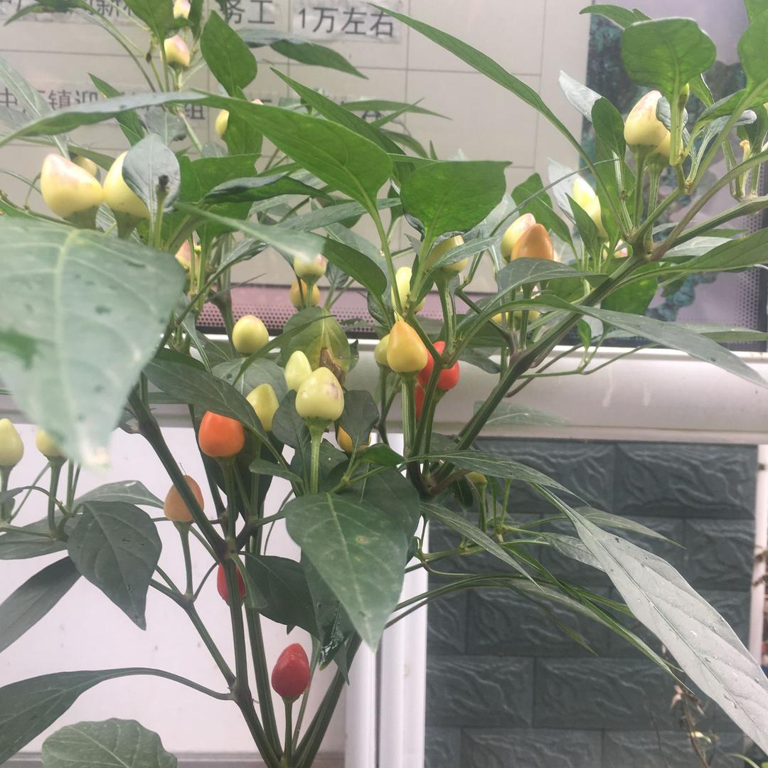 幸福一家人