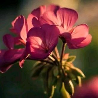郑桂花