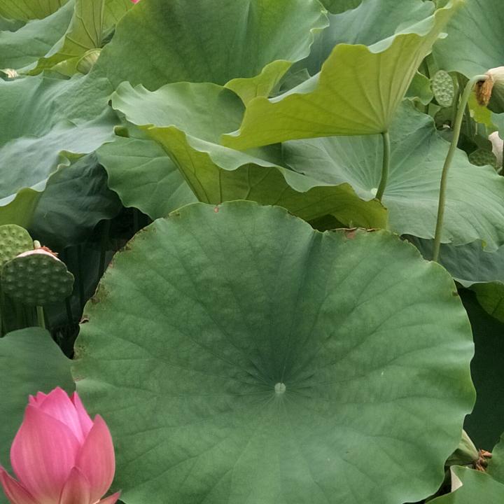 英雄泪