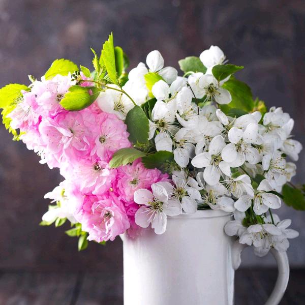 🌸锦上天花🌸