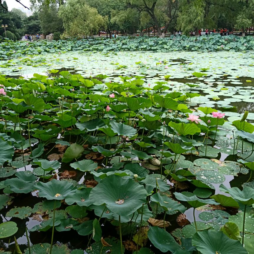 雷哥