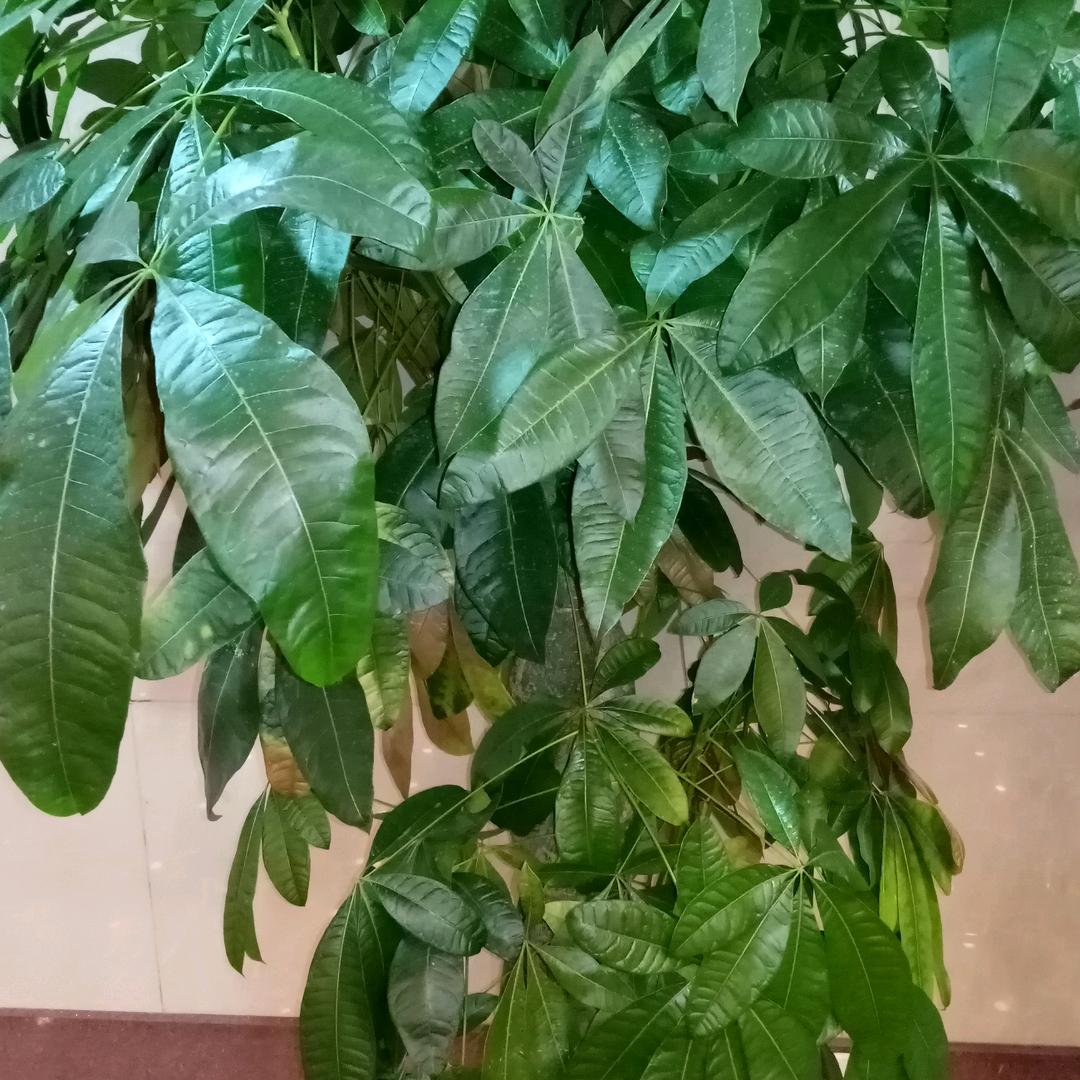 幸福树