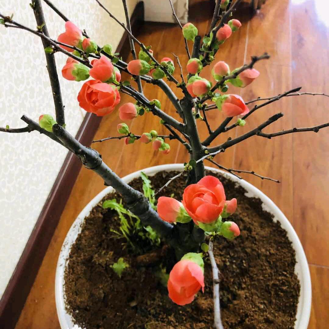 海之韵🌹